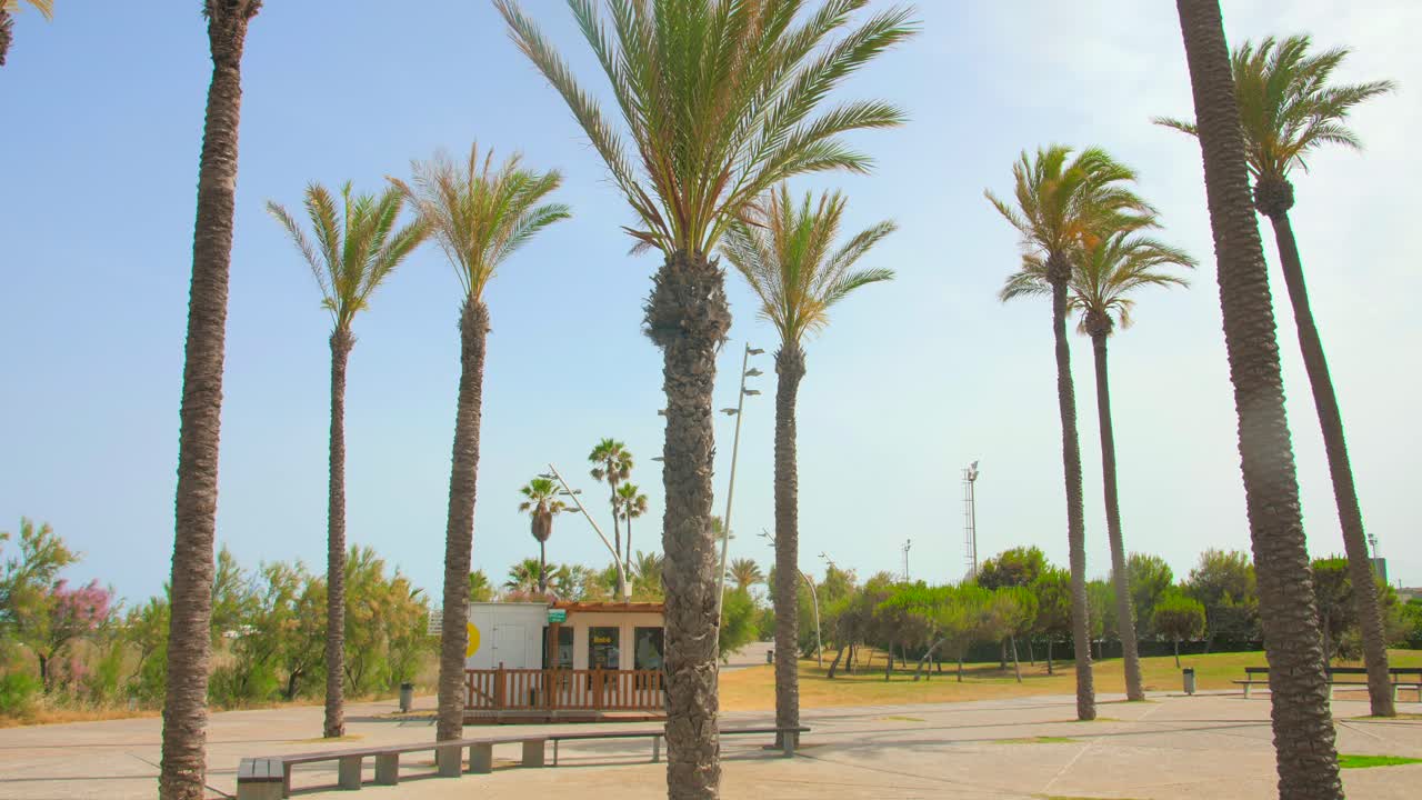 Low angle shot of palm trees park in Playa El Pinar beach in Grau beach area in Castellon, Spain, 4K