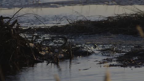 Beaver-swimming-in-calm-lake-water-at-dawn-and-dusk