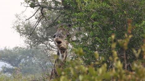 Porträt-Einer-Giraffe,-Die-Hohe-Äste-Erreicht-Und-Frische-Blätter-Kaut,-Krügerpark