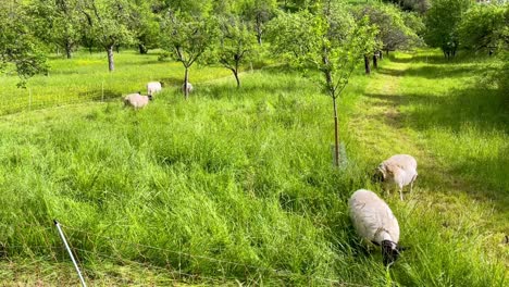 cute sheep eating grass on colorful green grass field in germany