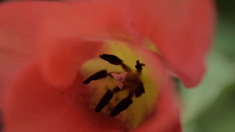 Red-orange-flower-with-black-stamen