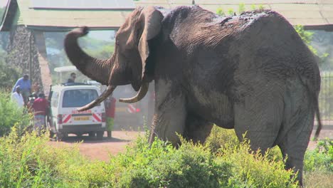 a massive african elephant poses at the entrance gate to amboceli national park in tanzania 2