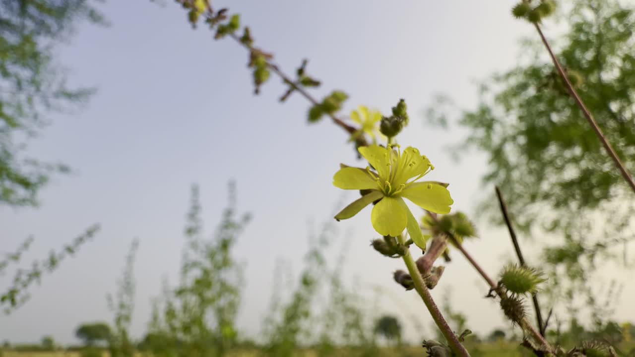 close-up view of a Triumfetta rotundifolia, commonly known as the Roundleaf Burr-Bush. surrounded by yellow flowers, green buds and spiky seed pods