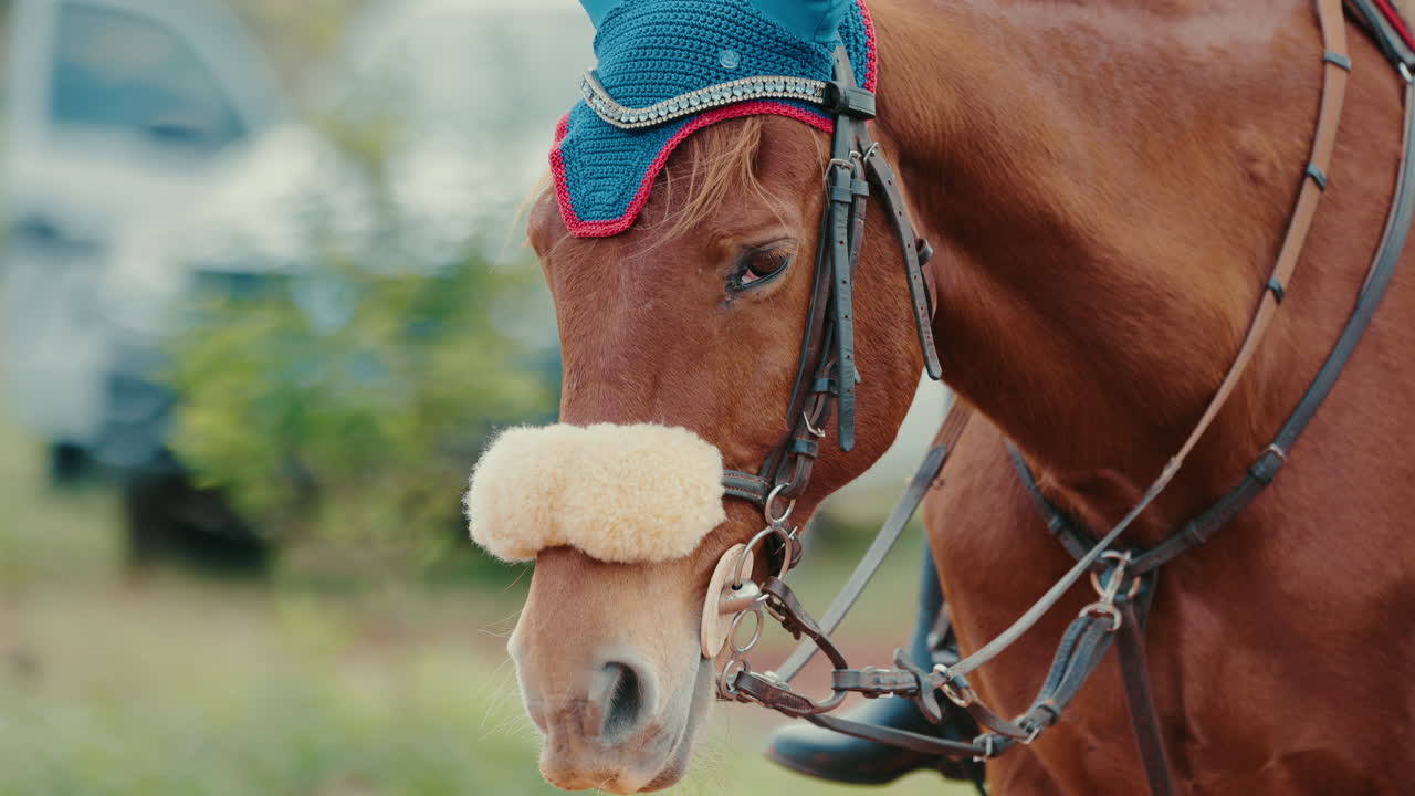 Brown horse wearing a blue bonnet and a fluffy noseband stands in a field, its bridle and reins visible, creating a serene equestrian scene