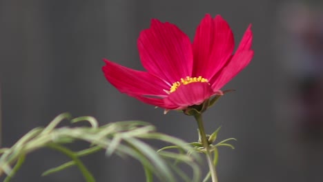 a flower of the cosmos plant growing in a garden in the united kingdom