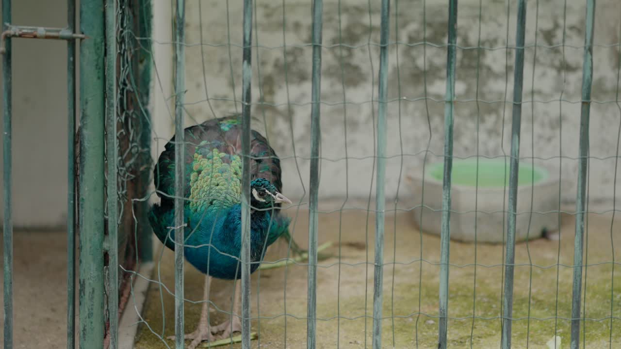 peacock with vibrant blue and green feathers stands behind a wire enclosure