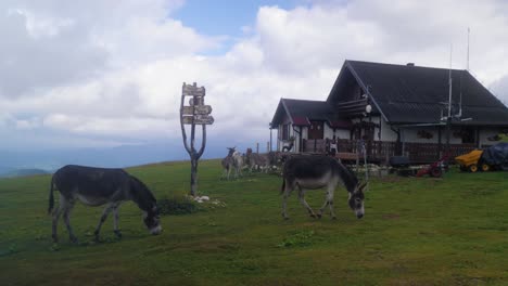 Donkeys-eating-grass-on-a-green-mountain-meadow-with-a-wooden-cabin-in-the-background-during-a-summer-day