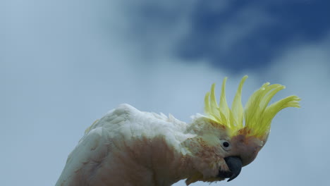 cockatoo cockapoo white crazy parrot in australia