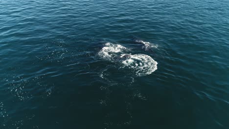 vista aérea alrededor de las ballenas jorobadas aleteando en la superficie del mar - megaptera novaeangliae