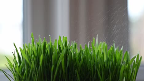 slow motion of cat grass getting sprayed with water in the window light