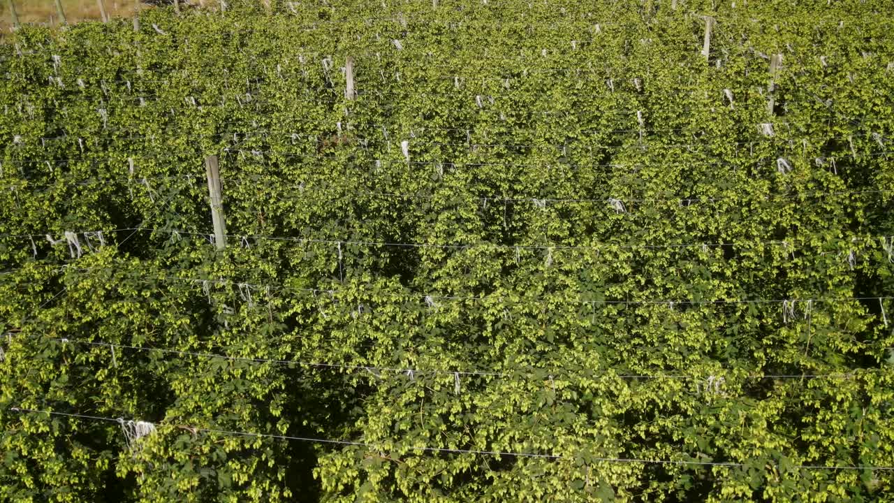 Hop vines with ripe hop buds in New Zealand farm