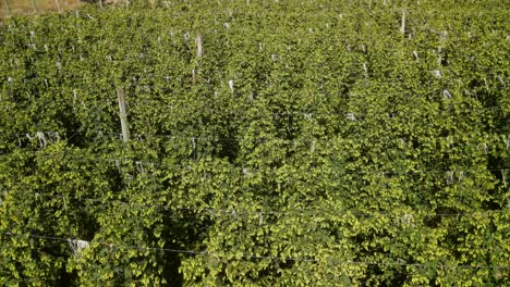 Hop-vines-with-ripe-hop-buds-in-New-Zealand-farm
