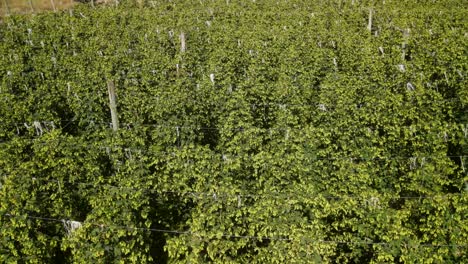 viñas de lúpulo con brotes maduros de lúpulo en una granja de nueva zelanda
