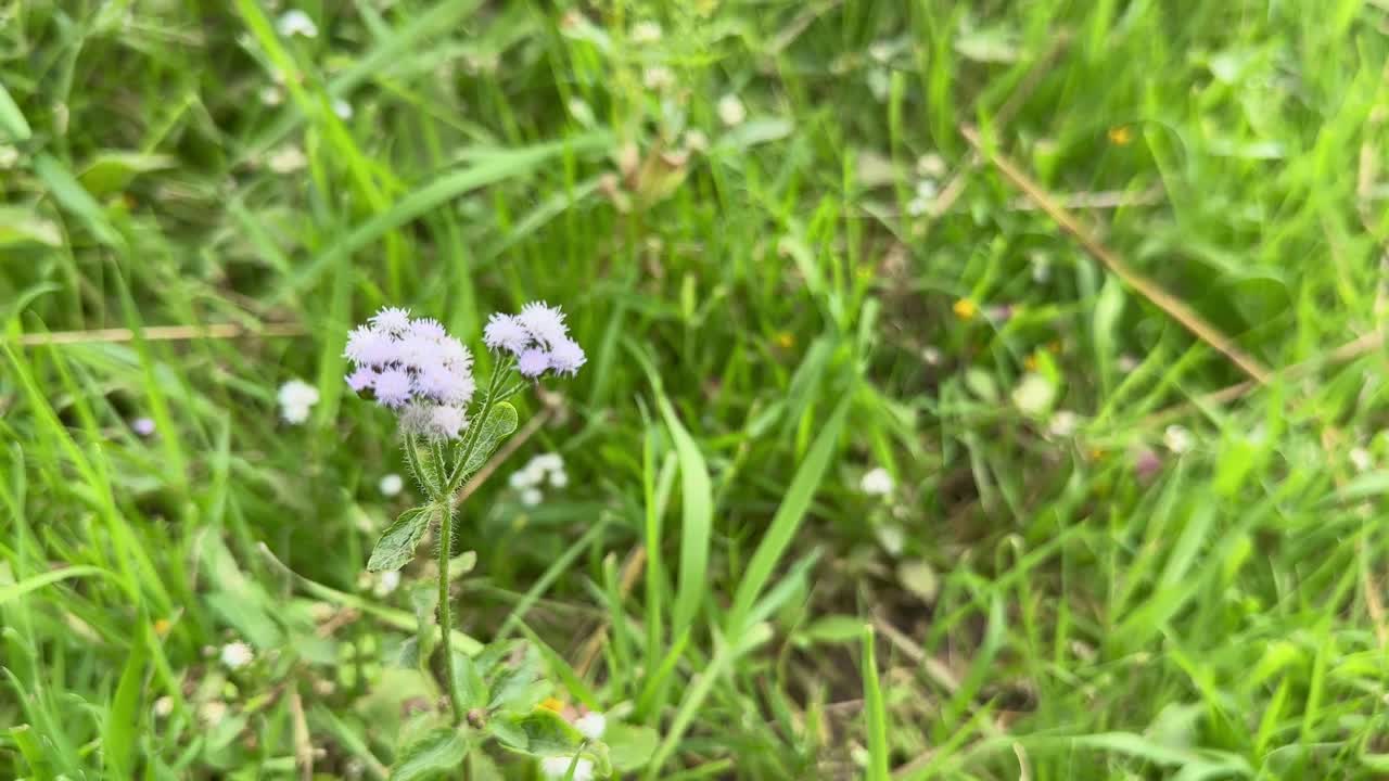 Ageratum conyzoides flowering in the garden, it is native to Tropical America, especially Brazil, and is an invasive weed in many other regions.