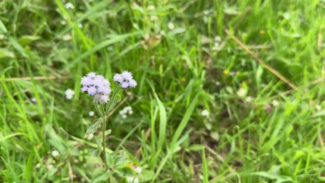ageratum conyzoides flowering in the garden, it is native to tropical america, especially brazil, and is an invasive weed in many other regions.