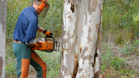 lumberjack with chainsaw cutting tree trunk 4k