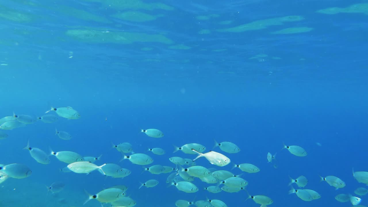 무리가 수영하는 해양 생물