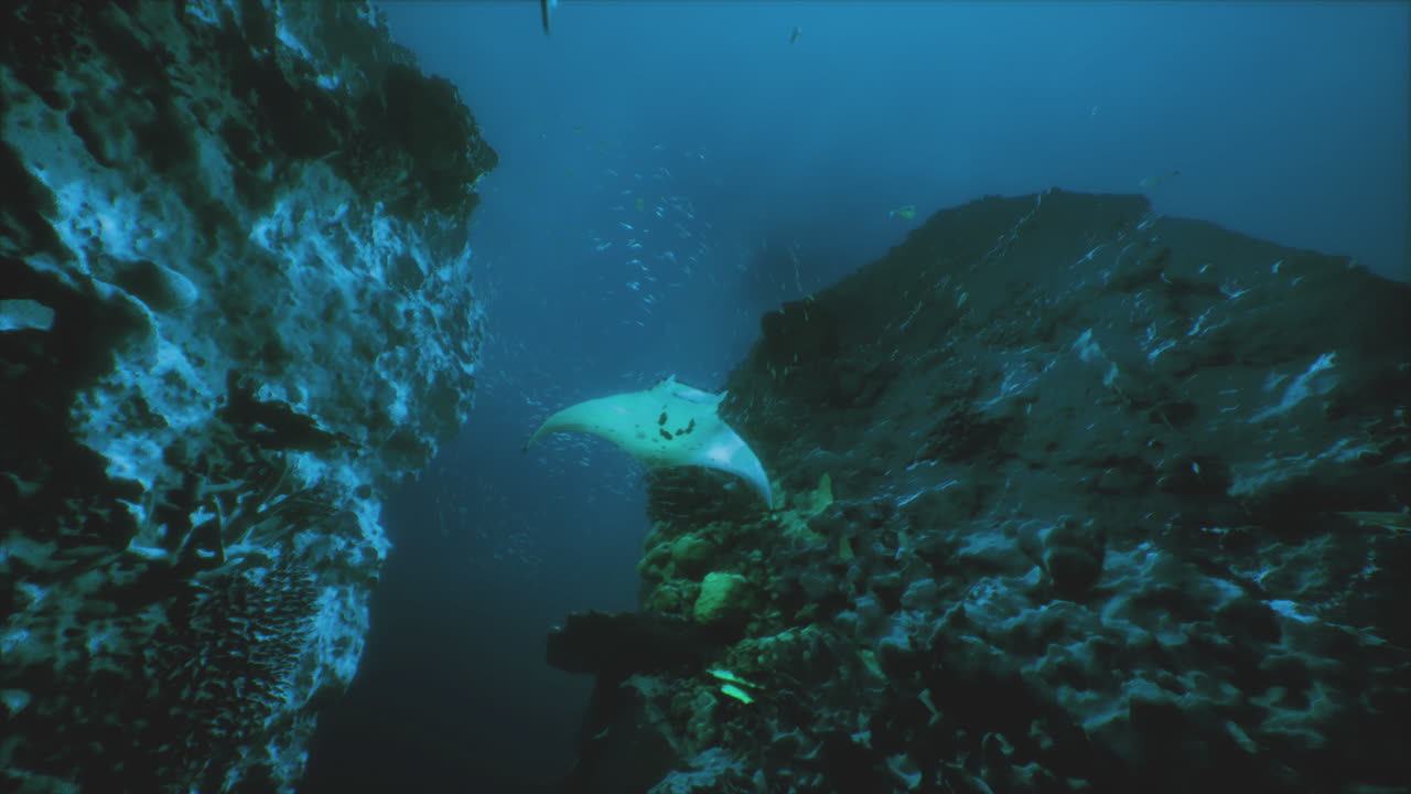 Manta ray gliding gracefully through rocky underwater landscape