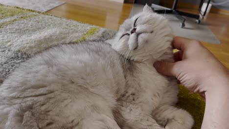 a white short-haired persian cat is sitting on the sofa with a hand stroking its head