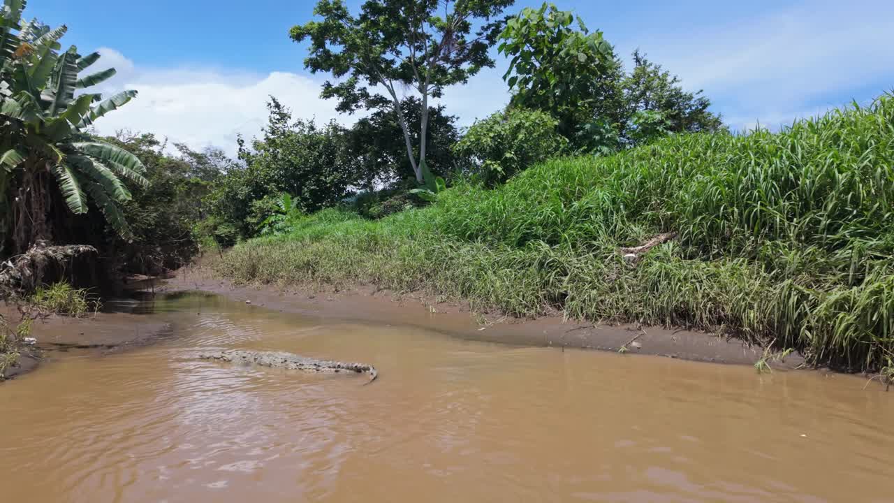 Approaching towards a huge American crocodile relaxing in the water on the Tárcoles River in Costa Rica