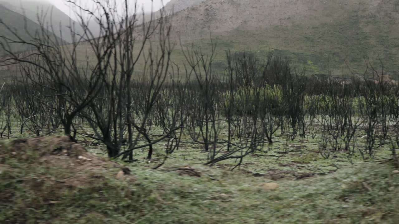 Post-Bushfire Landscape: New Green Growth Amidst Burnt Trees in Mountainous Terrain