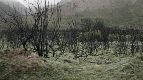 post-bushfire landscape: new green growth amidst burnt trees in mountainous terrain