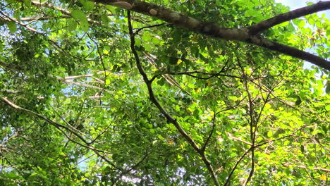 Panamaischer-Weißkopfiger-Kapuziner,-Schwarzer-Affe-Im-Wald-Entdeckt