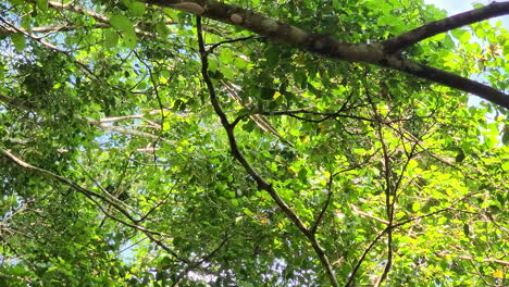 Capuchino-De-Cabeza-Blanca-Panameño,-Mono-Negro-Descubierto-En-El-Bosque