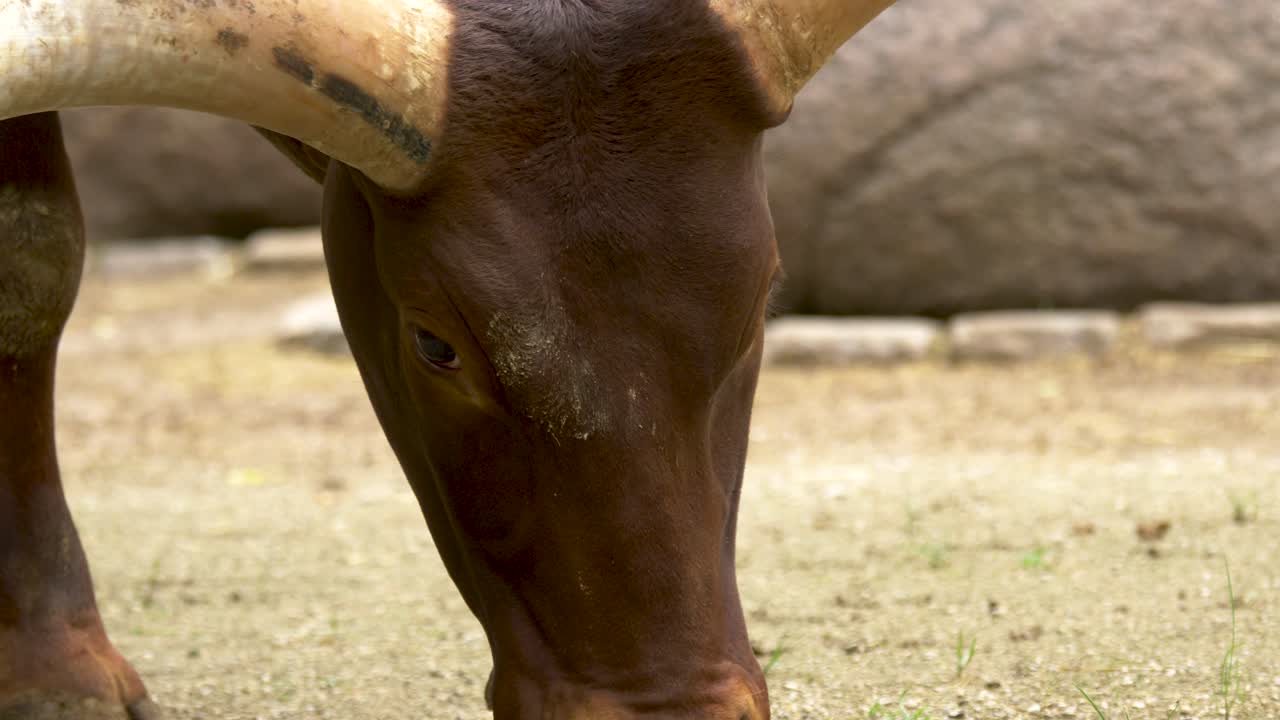 Ripresa ravvicinata in movimento di un grande toro africano dalle lunghe corna che si nutre da terra.