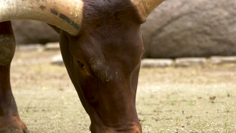 Tracking-Nahaufnahme-Eines-Großen-Afrikanischen-Longhorn-Bullen,-Der-Vom-Boden-Aus-Füttert