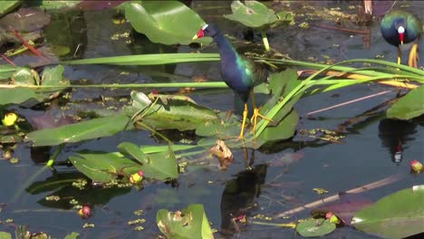 a purple gallinule walks in a swamp