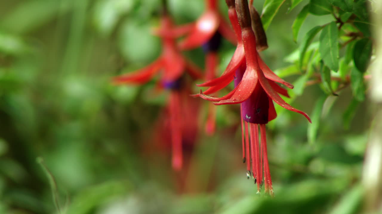 vista de cerca de la vibrante fucsia magellanica colgante en el jardín