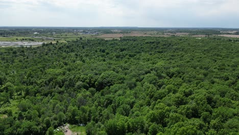 summer-deciduous-forest-with-thick-broad-leaf-trees,-wide-aerial-pan