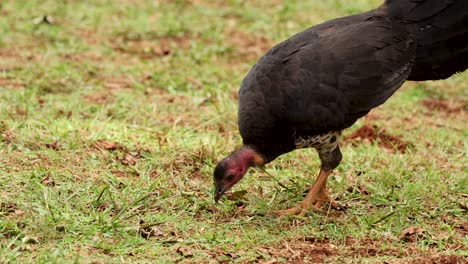 australian brush turkey searches for food on grassy terrain in natural daylight. medium shot, stable camera, earthy environment, soft overcast lighting