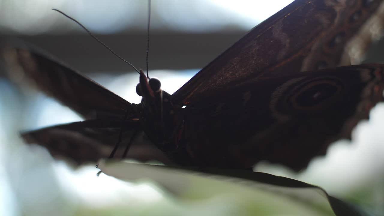 primer plano de una mariposa negra