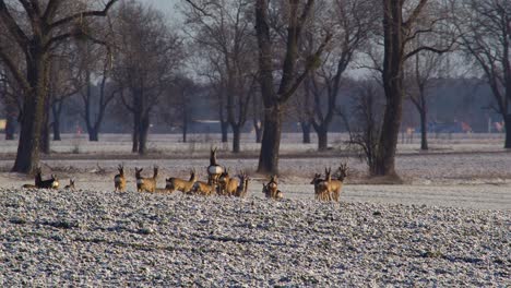 Group-of-roe-deers-on-suburban-field-escape-after-buck-gives-the-signal-for-running-away