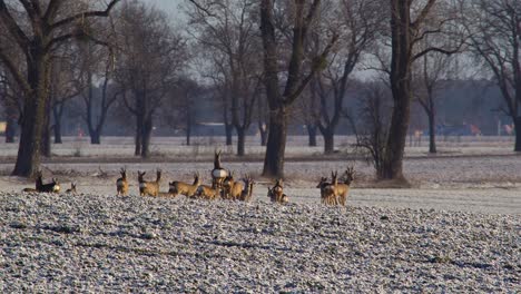 group of roe deers on suburban field escape after buck gives the signal for running away