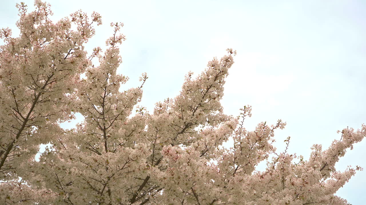 alejarse de un cerezo blanco con el cielo azul detrás