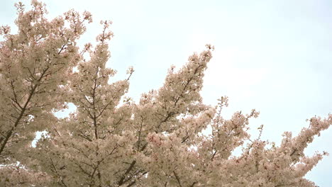 zoom out of a white cherry-blossom tree with the blue sky behind