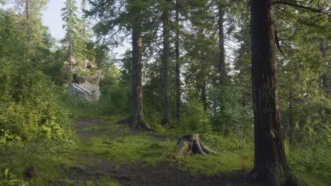 forest path with rocks