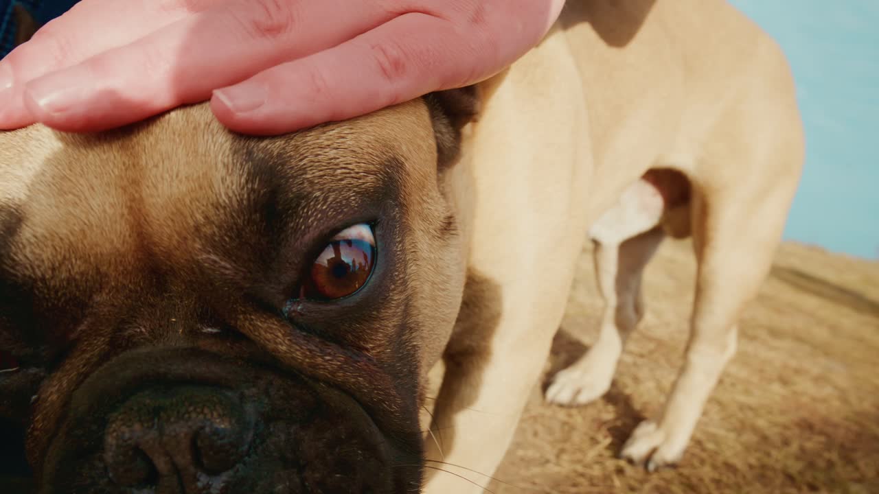 En bedårende hund fanget i to øyeblikk: De lekne uttrykkene til en fransk bulldog, som viser sine unike egenskaper og elskelige natur midt i vakre omgivelser