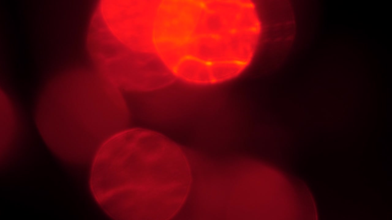 círculos de luz borrosa roja efecto bokeh moviéndose alrededor