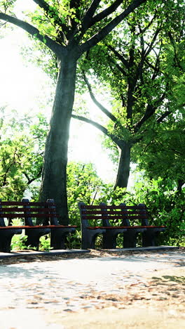 peaceful park scene with benches