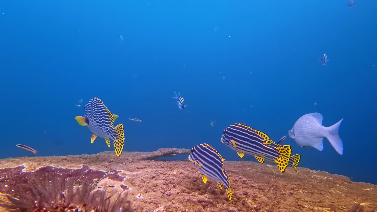 Dos peces labios dulces orientales con patrones audaces y llamativas marcas amarillas y negras flotan sobre una plataforma de arrecife arenoso en una extensión de vívidas aguas tropicales de color azul intenso junto a un jurel blanco. Indonesia.