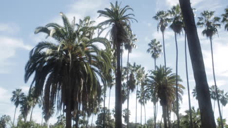 a lot of palm trees together against blue and cloudy sky