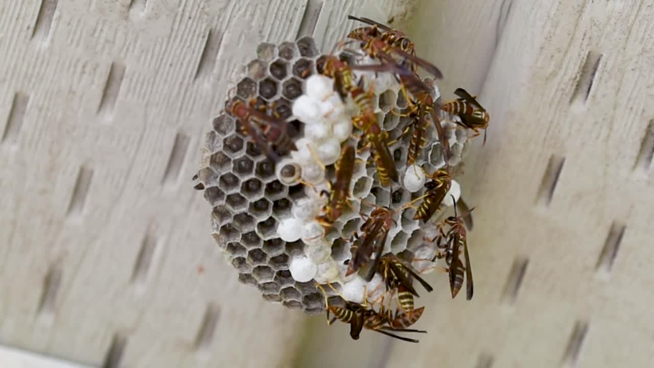 Wasp flying onto a wasp nest attached to a white house