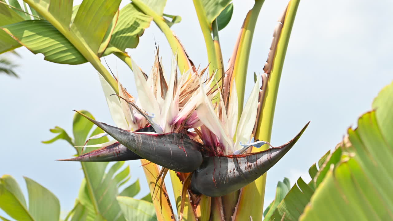 Palm tree flowers in spring close up, Spain