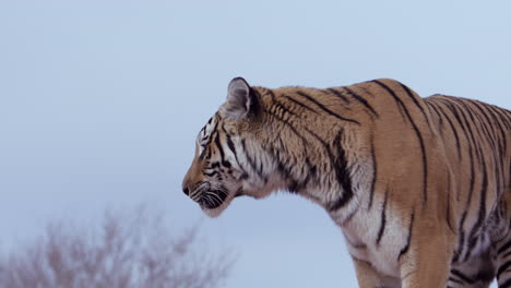 Tiger-Steht-Während-Der-Blauen-Stunde-Vor-Wolkenlosem-Blauen-Himmel-–-Mittlere-Aufnahme-–-Seitenprofil