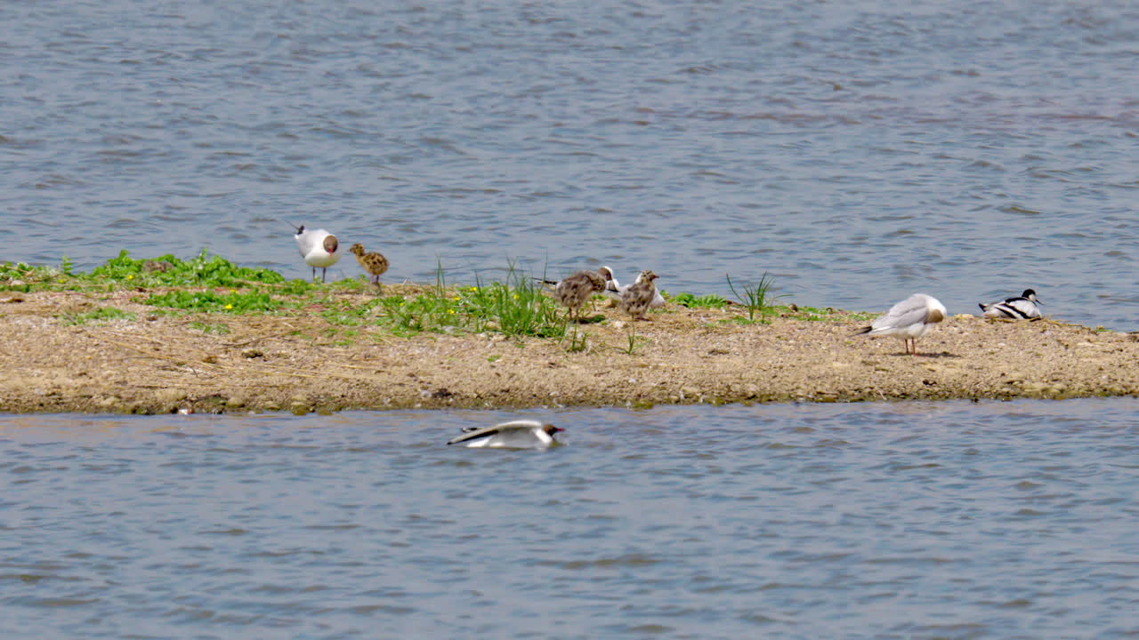북극의 바다새, 습지, 영국, 여름