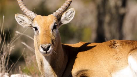 close-up of beautiful male red lechwe antelope